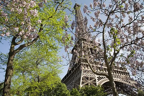 Eiffel Tower in spring among blossoming trees in Paris, France.