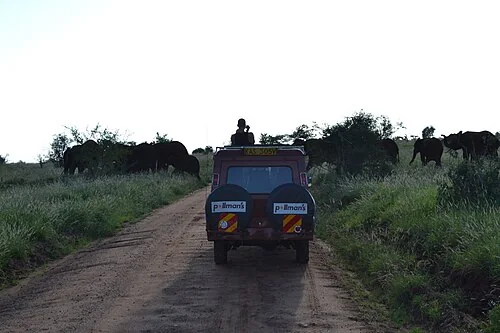 Group of Loxodonta africana (African bush elephants), next to a game viewer vehicle, as viewed in the evening, south of Taita Hills Game Lodge, near the eastern boundary of the?