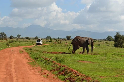 Loxodonta africana (African bush elephants) individual with a Aepyceros melampus melampus (common impala) male (ram) individual, next to a dirt road and a game viewer vehicle,?