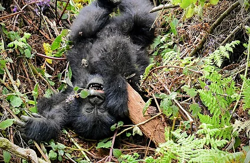 Baby mountain gorilla in Rwanda
