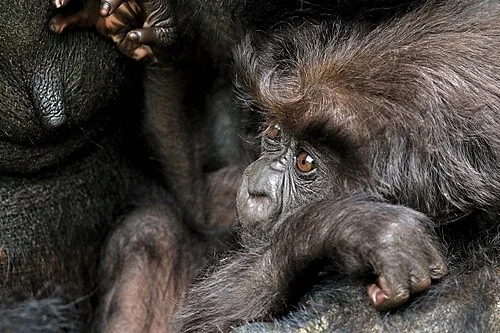 Mountain gorilla (Gorilla beringei beringei) , 10 month old baby, Titus Group, Rwanda.