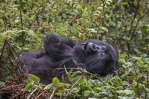 Mountain gorilla (Gorilla beringei beringei) female with baby, Titus Group, Volcanoes National Park, Rwanda.
Rwanda is considered by some to be the best places to see gorillas?