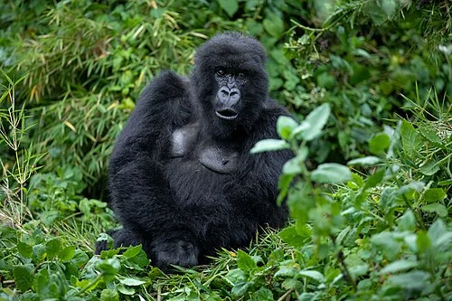 Mountain gorilla from Susa Group in Karisimbi thicket of Volcanoes National Park in Rwanda on December 1, 2019. Volcanoes National Park is the home of the largest population of?