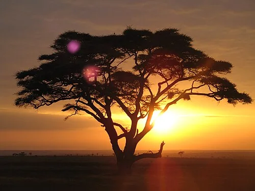 Acacia tree on a sunrise safari at the Serengeti national park, Tanzania.