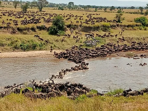 Nature's masterpiece is that every year the plains of East Africa are home to the world's greatest wildlife spectacles movement, whereby more than 1.4 million wildebeest and?