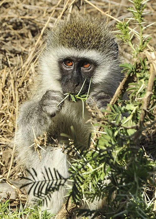 A vervet monkey eats vegetation in Serengeti National Park. (U.S. Navy photo by Mass Communication Specialist 1st Class Eric Dietrich/Released)