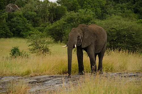 Elephant sucking water from puddles in the surface rock after the rain