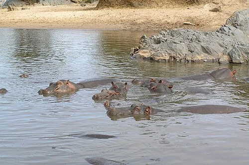 Tanzania Safari---Serengeti