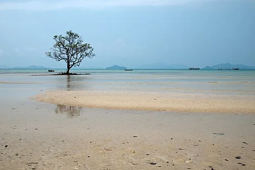 Solitary tree in tropical lagoon. A tribute to the The Fall (2006)/Tarsem Singh self-reflexive concept of storytelling. These colors look amazingly turquoise. The intense?