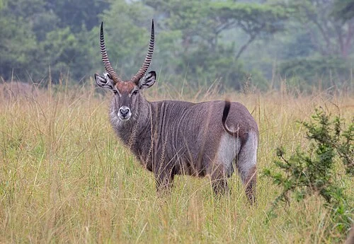 Waterbuck (Kobus ellipsiprymnus defassa), Lake Mburo National Park, Uganda
