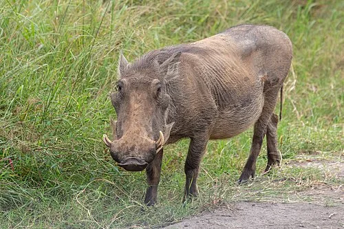 Common warthog (Phacochoerus africanus), Lake Mburo National Park, Uganda