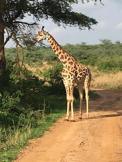 Uganda Wildlife Conservation Centre Entebbe
