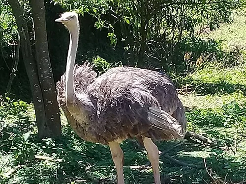 Uganda Wildlife Conservation Centre Entebbe