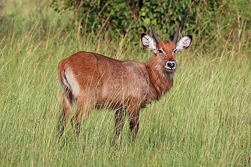 Ugandan defassa waterbuck (Kobus ellipsiprymnus defassa) juvenile male, Queen Elizabeth National Park, Uganda