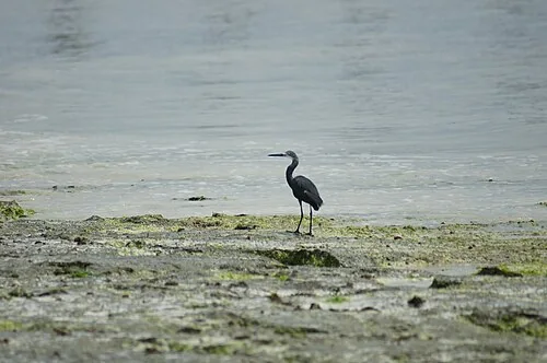 Egretta ardesiaca, Black heron on a beach in Nungwi, Zanzibar