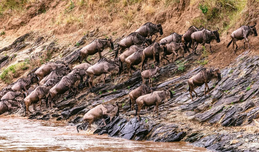 Wildebeest crossing a river in South Africa