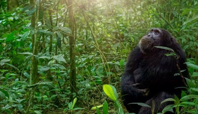 Chimpanzee in Kibale Forest, Uganda