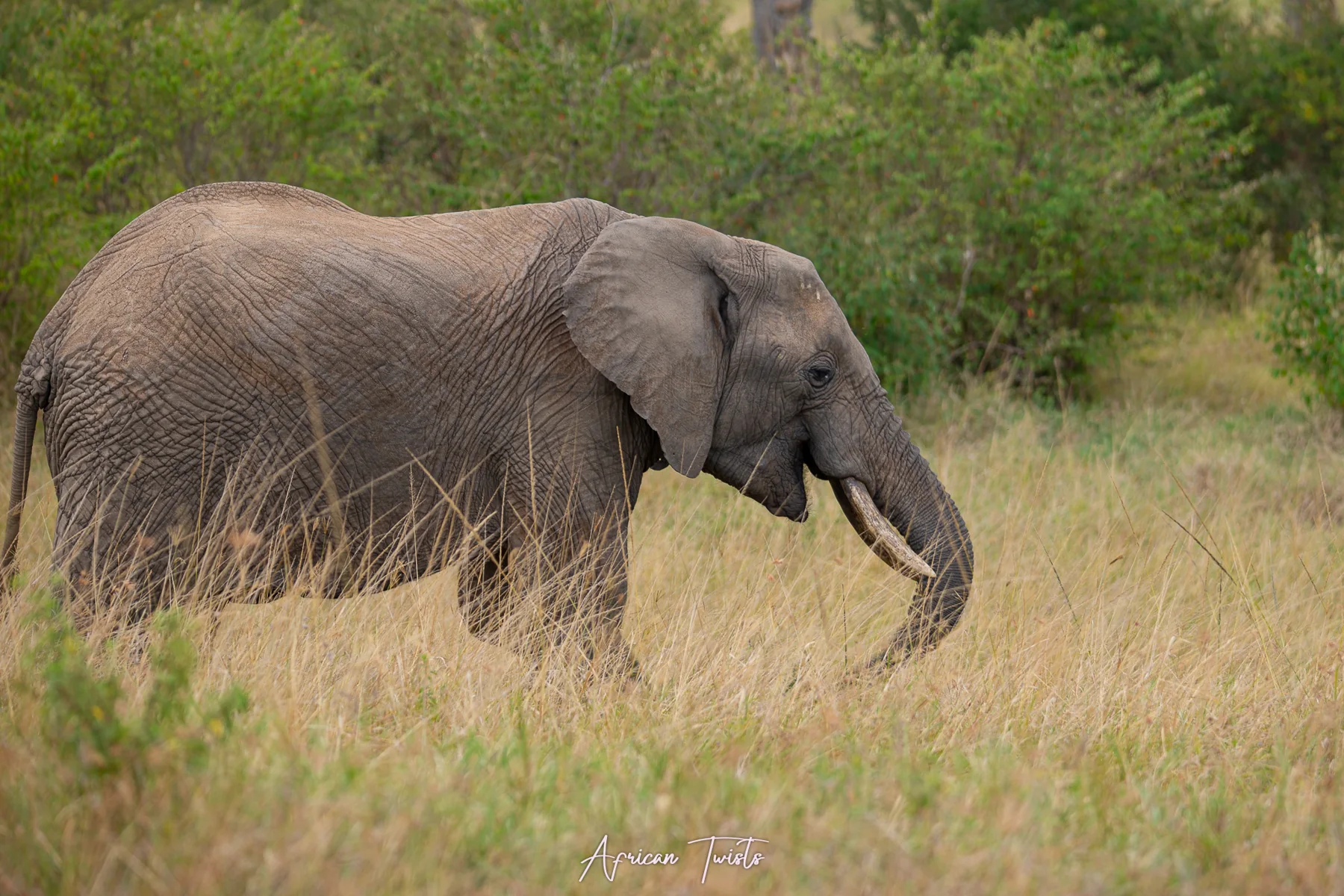 Elephant on safari in Kenya