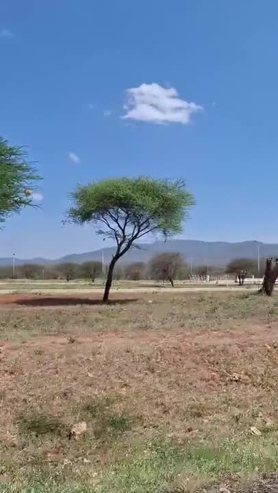 Acacia tree on the Serengeti plains in Tanzania