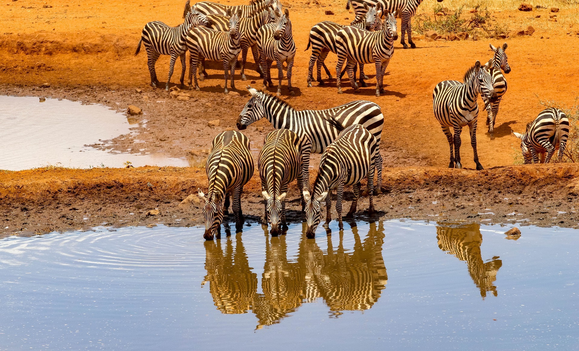 Zebras at a watering hole in Amboseli, Kenya