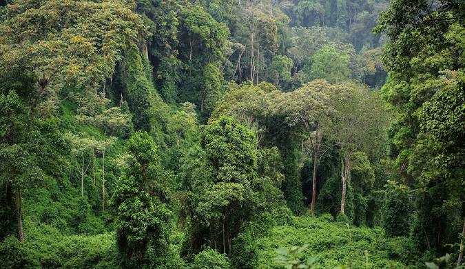 Forest canopy in Nyungwe National Park, Rwanda