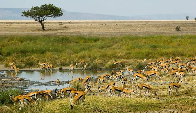 Antelope grazing in Tanzania's Serengeti